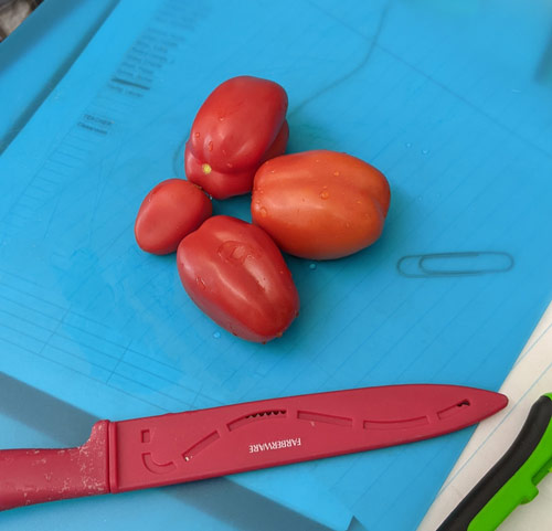 San Marzano Tomatoes grown in PS118.