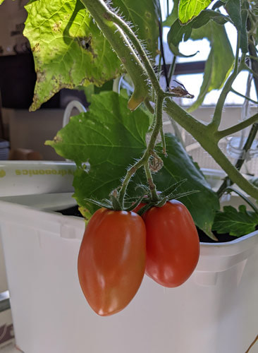 The tomatoes hanging off the branches at the hydroponics lab.