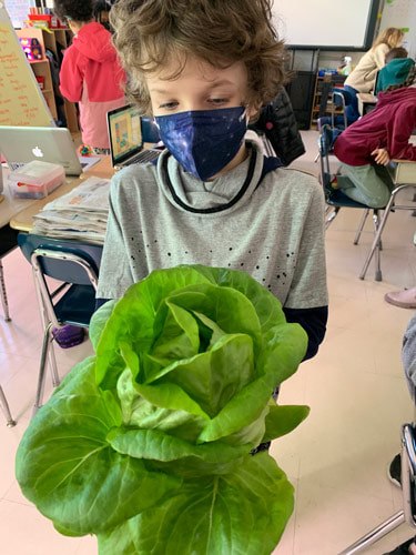 Student harvesting lettuce for donation.