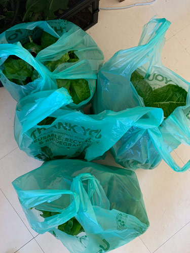 Bags of lettuce ready to be picked up for the community soup kitchen.